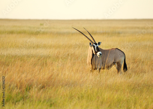 Oryx