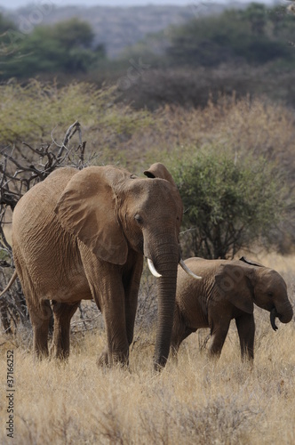 A mother elephant walks with her calf in Masai Mara