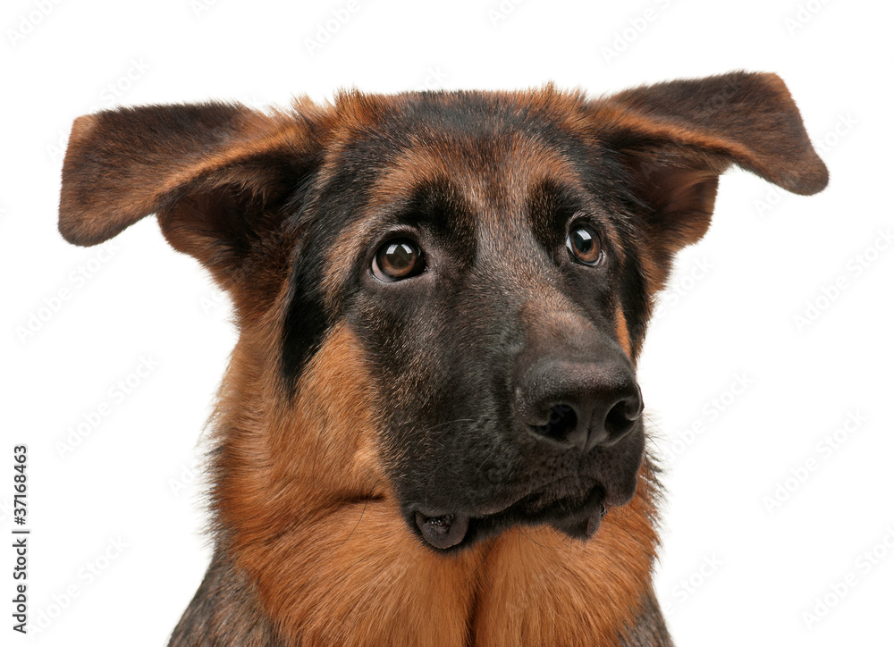 Fototapeta premium German shepherd