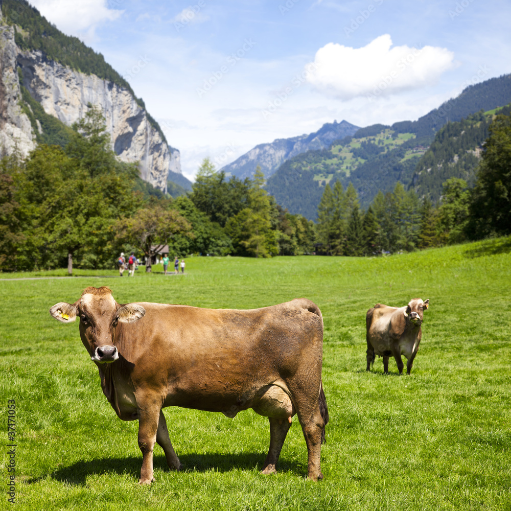 Swiss Cows in a grass field