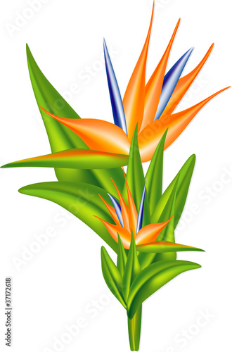 Strelitzia flower