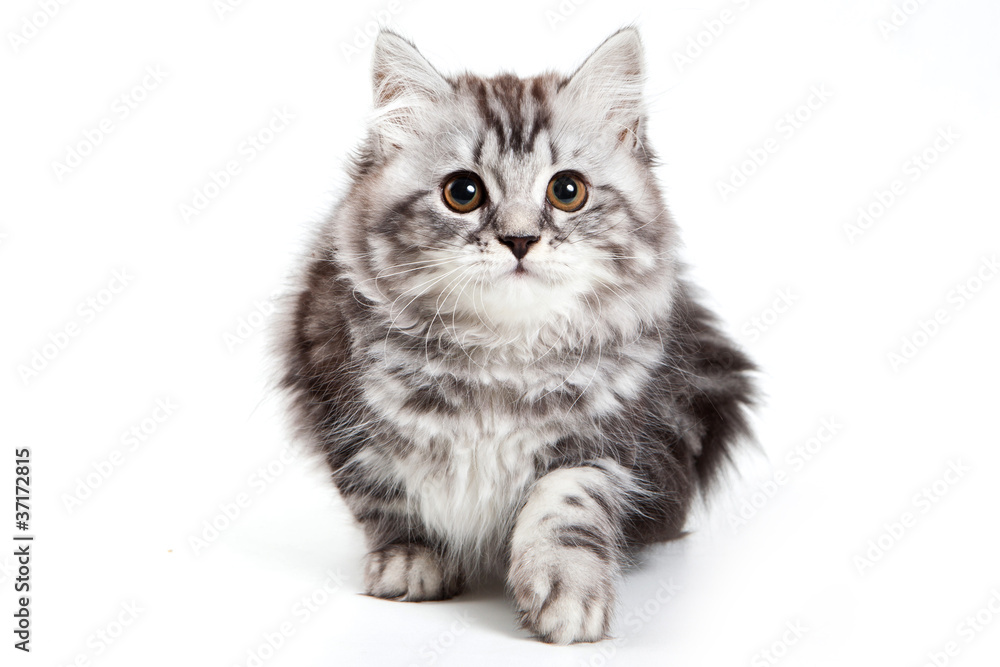 British kitten on white background British kitten on white background