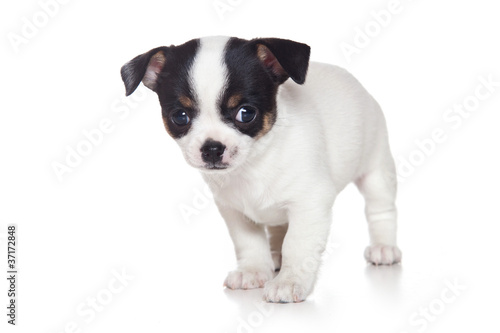 Fototapeta Naklejka Na Ścianę i Meble -  Chihuahua puppy on white background