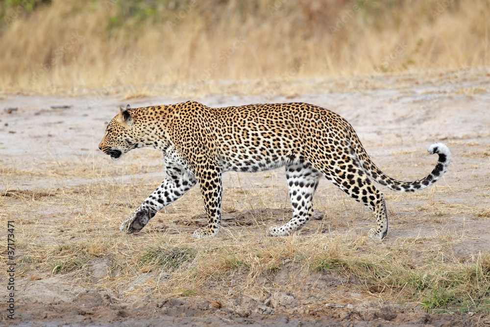 Obraz premium Leopard walking