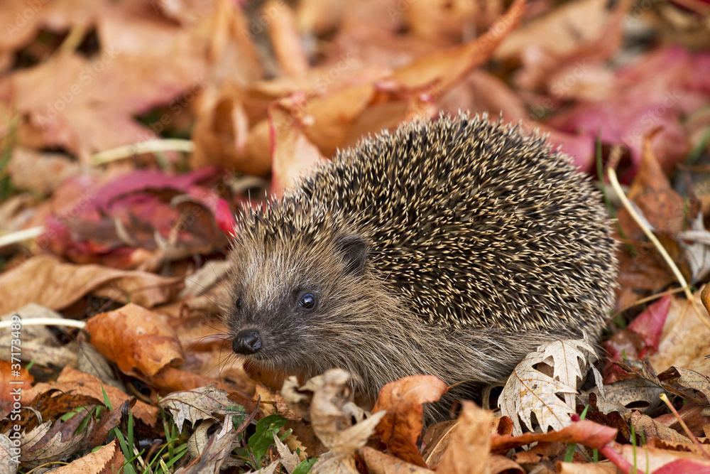 Igel Stock Photo | Adobe Stock