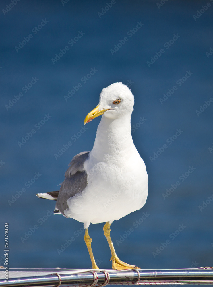 Sea gull standing on boat front view Sea gull standing on boat front view