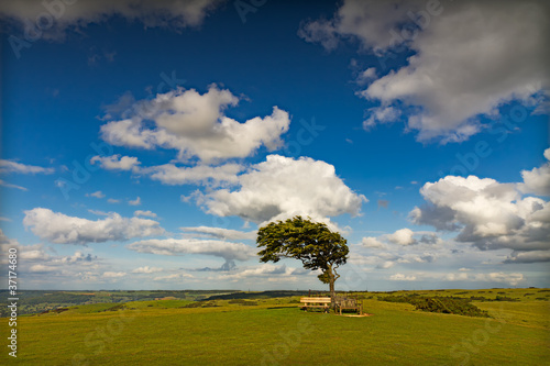 Tree with sun at Cleeve Hill on a windy day, Cotswolds, England