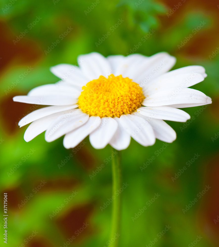 A camomile