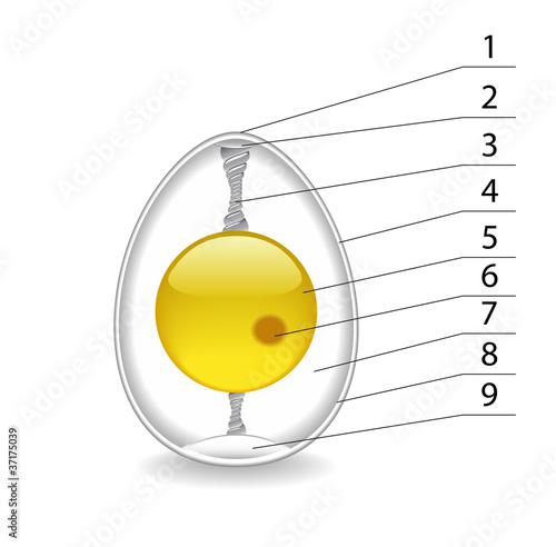 The structure of the egg.