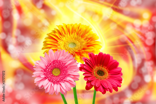 Gerber flower on lighten background