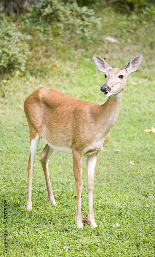 whitetail doe whitetail doe