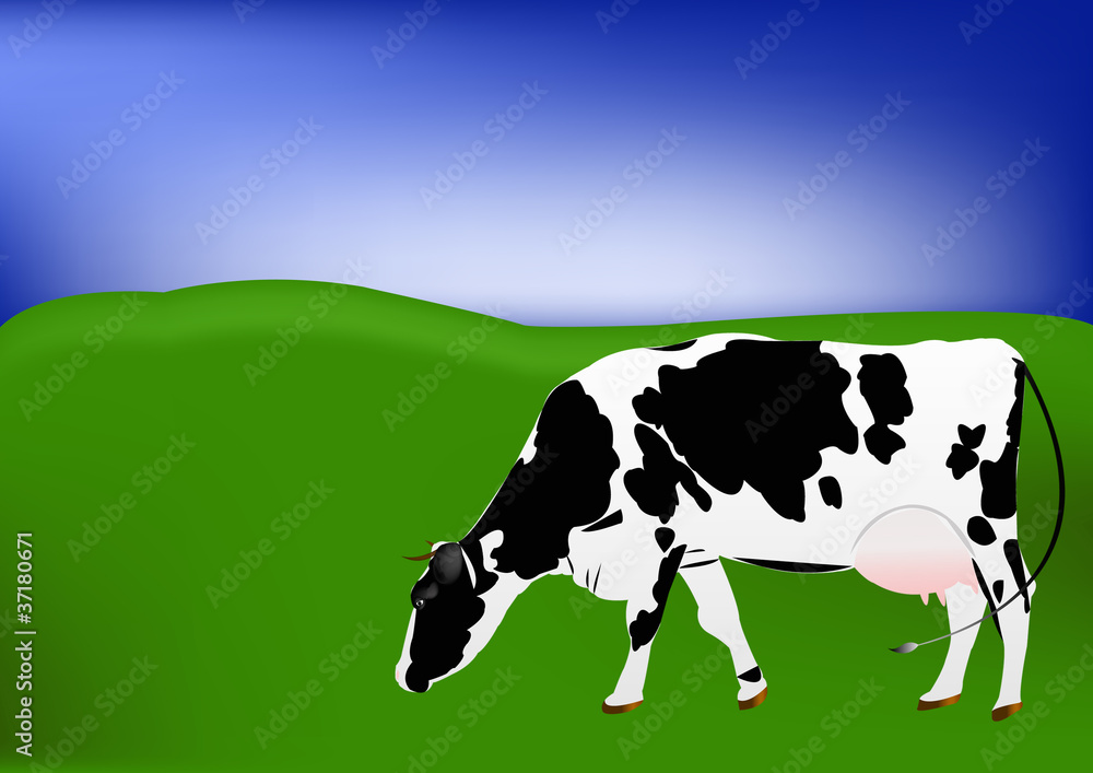 Cow of dairy breed