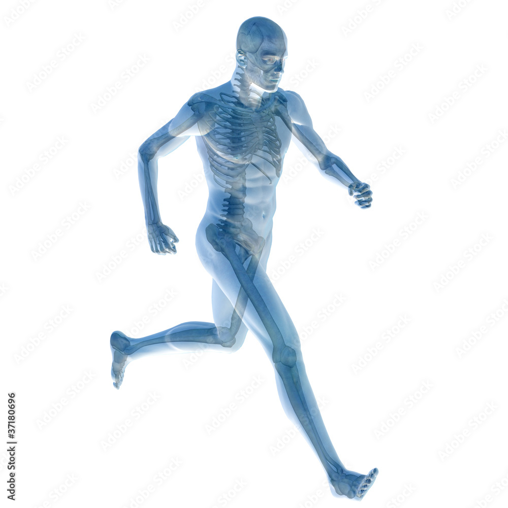 High resolution conceptual 3D human for anatomy High resolution conceptual 3D human for anatomy