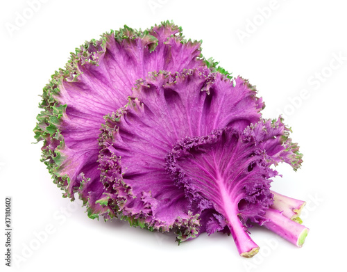 Red decorative cabbage