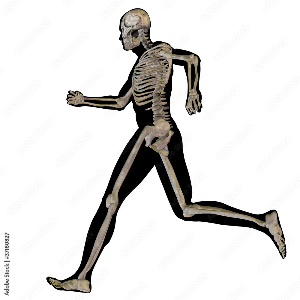 High resolution conceptual 3D human for anatomy High resolution conceptual 3D human for anatomy