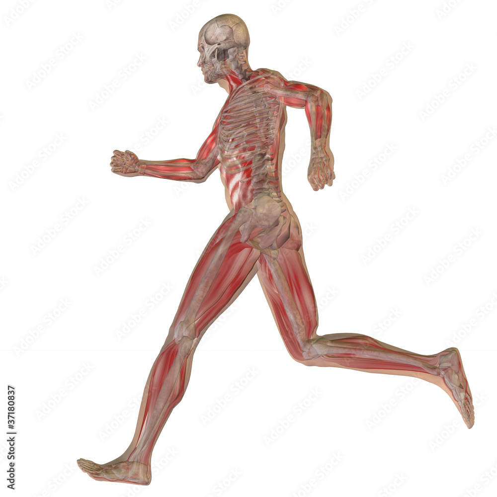 High resolution conceptual 3D human for anatomy