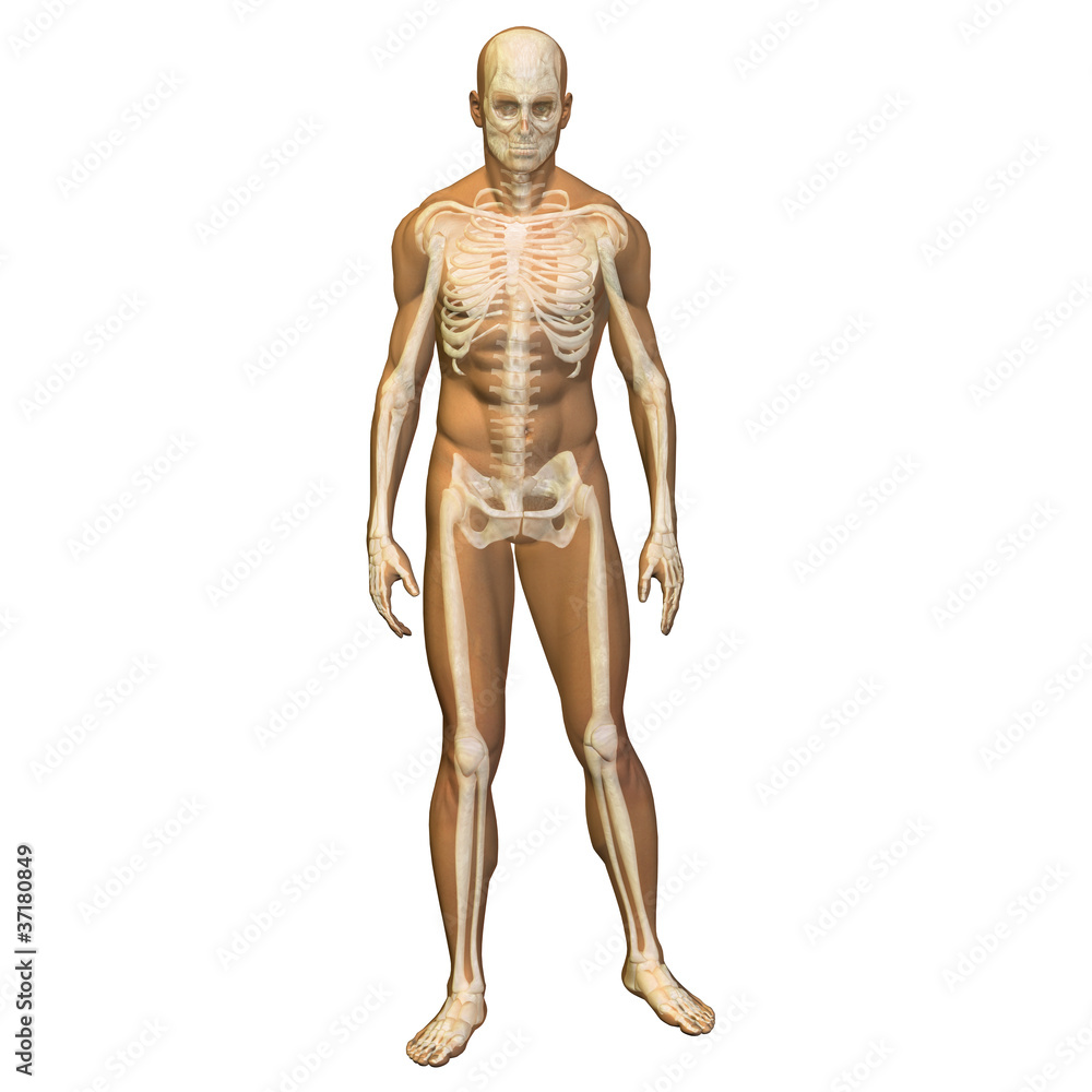 High resolution conceptual 3D human ideal for anatomy High resolution conceptual 3D human ideal for anatomy