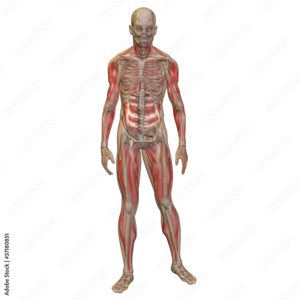 High resolution conceptual 3D human ideal for anatomy High resolution conceptual 3D human ideal for anatomy