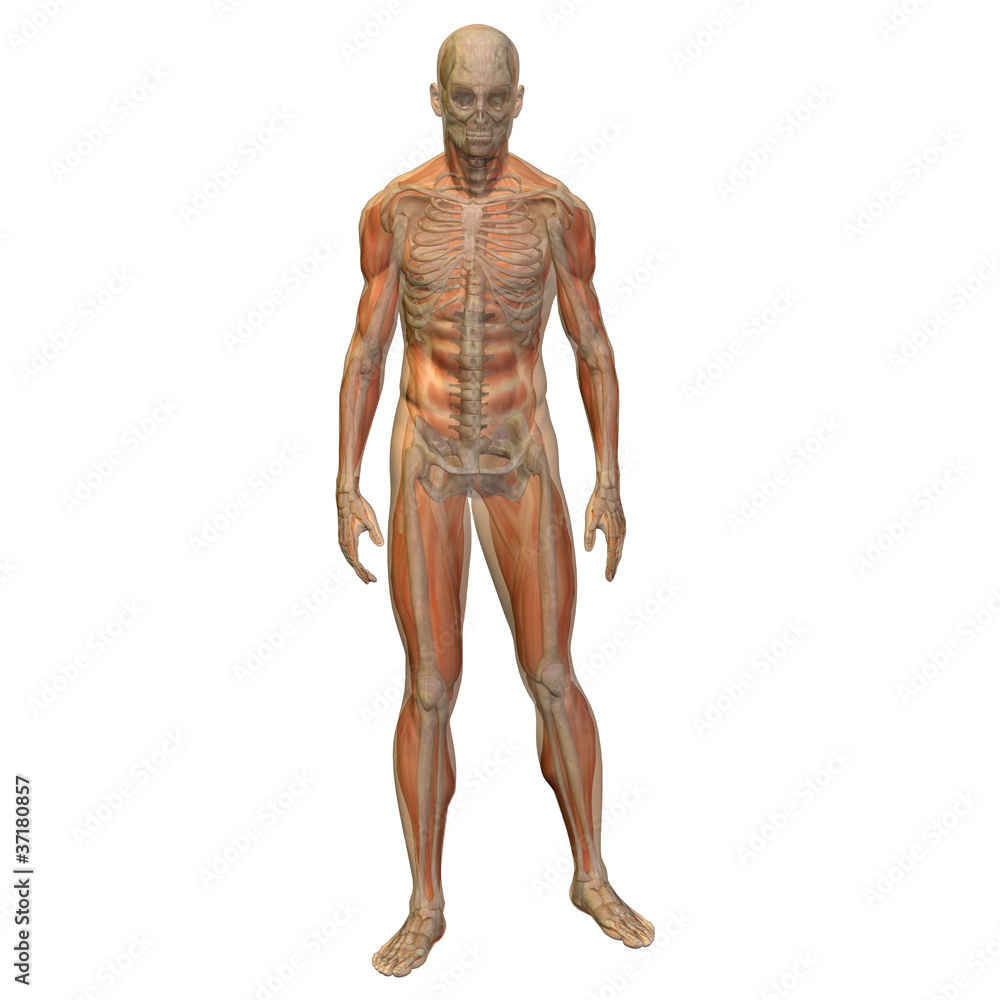 High resolution conceptual 3D human ideal for anatomy High resolution conceptual 3D human ideal for anatomy