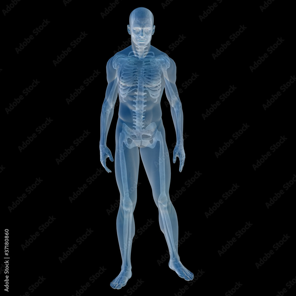 High resolution conceptual 3D human for anatomy High resolution conceptual 3D human for anatomy