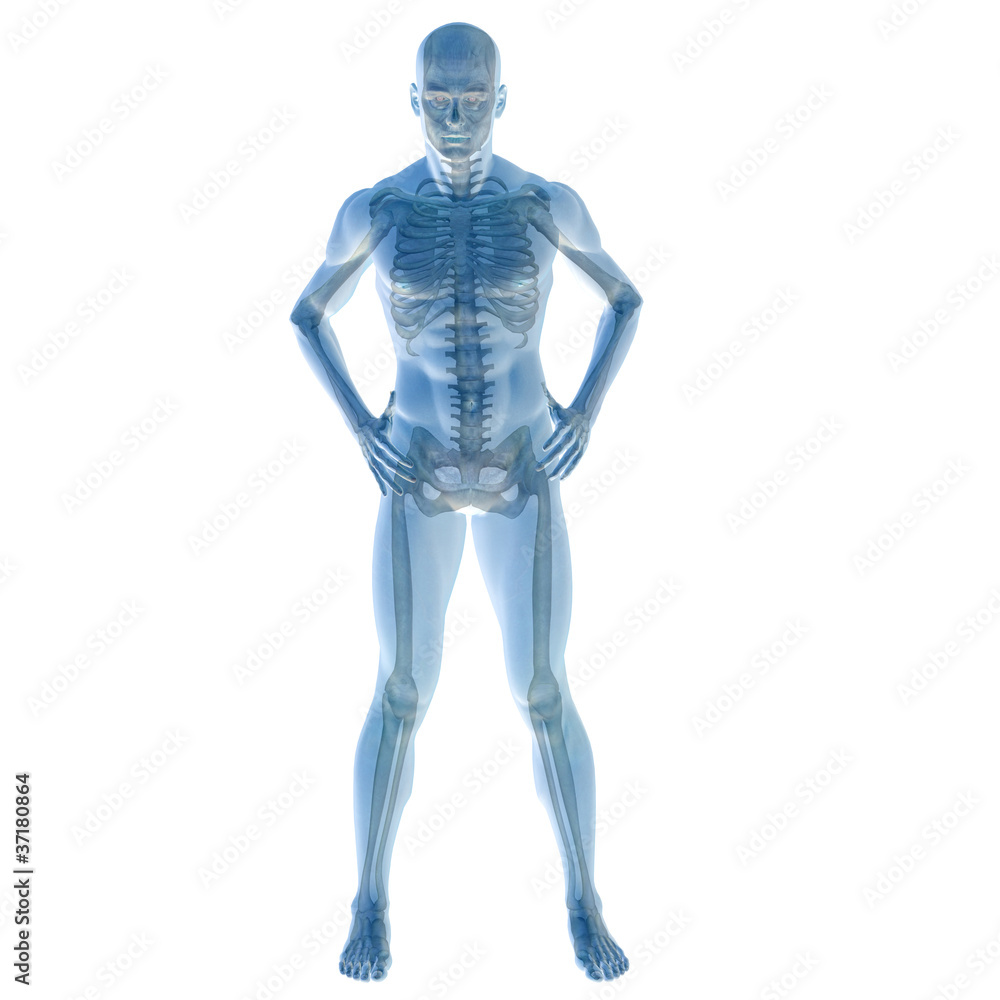 High resolution conceptual 3D human ideal for anatomy