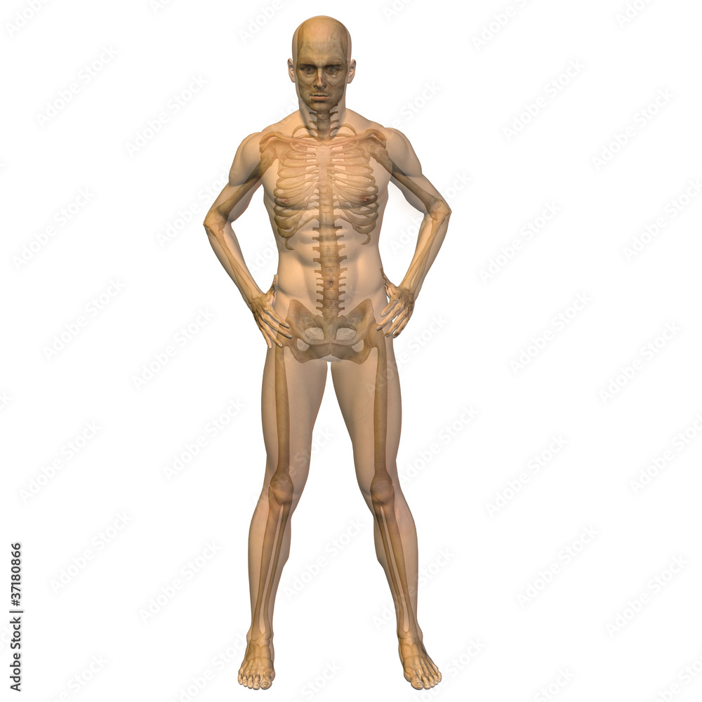 High resolution conceptual 3D human ideal for anatomy