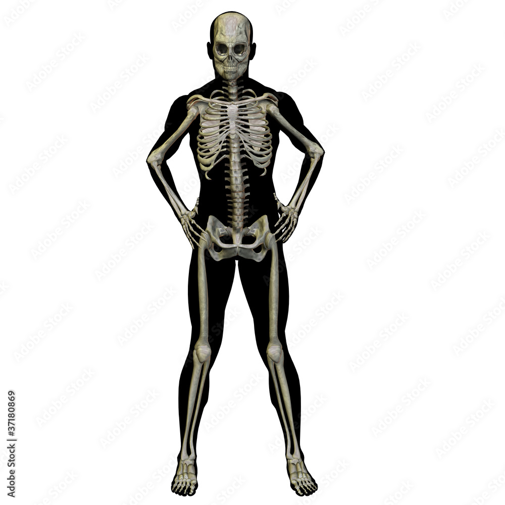 High resolution conceptual 3D human ideal for anatomy High resolution conceptual 3D human ideal for anatomy