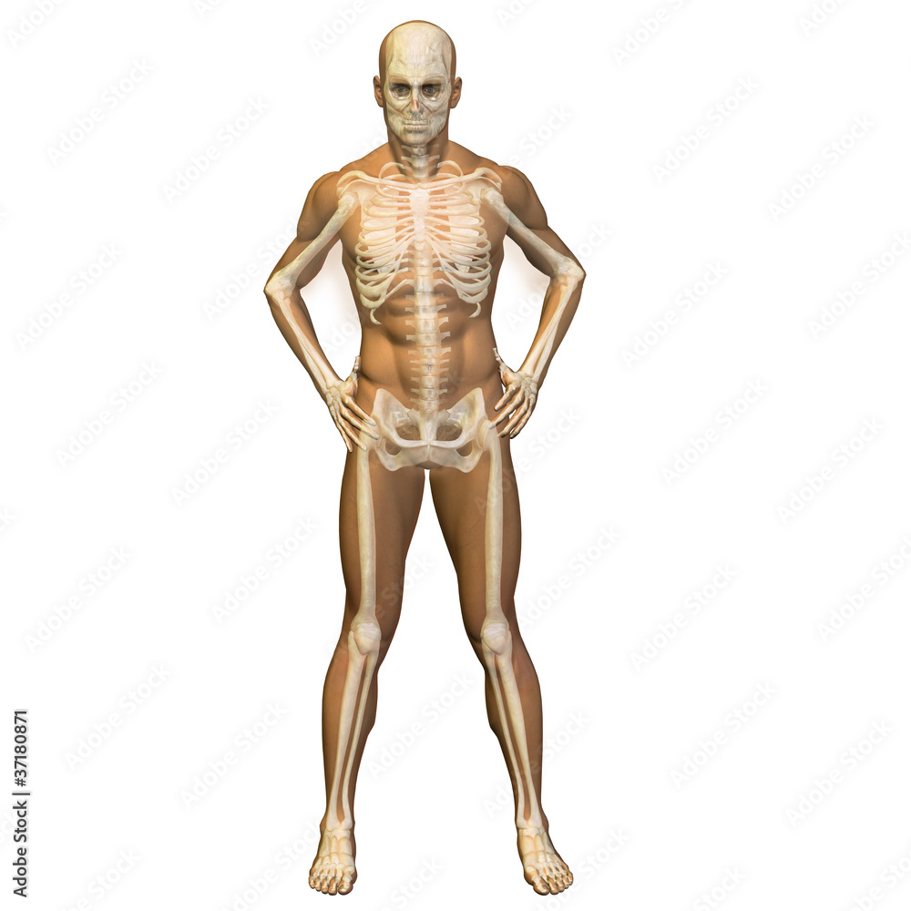 High resolution conceptual 3D human ideal for anatomy