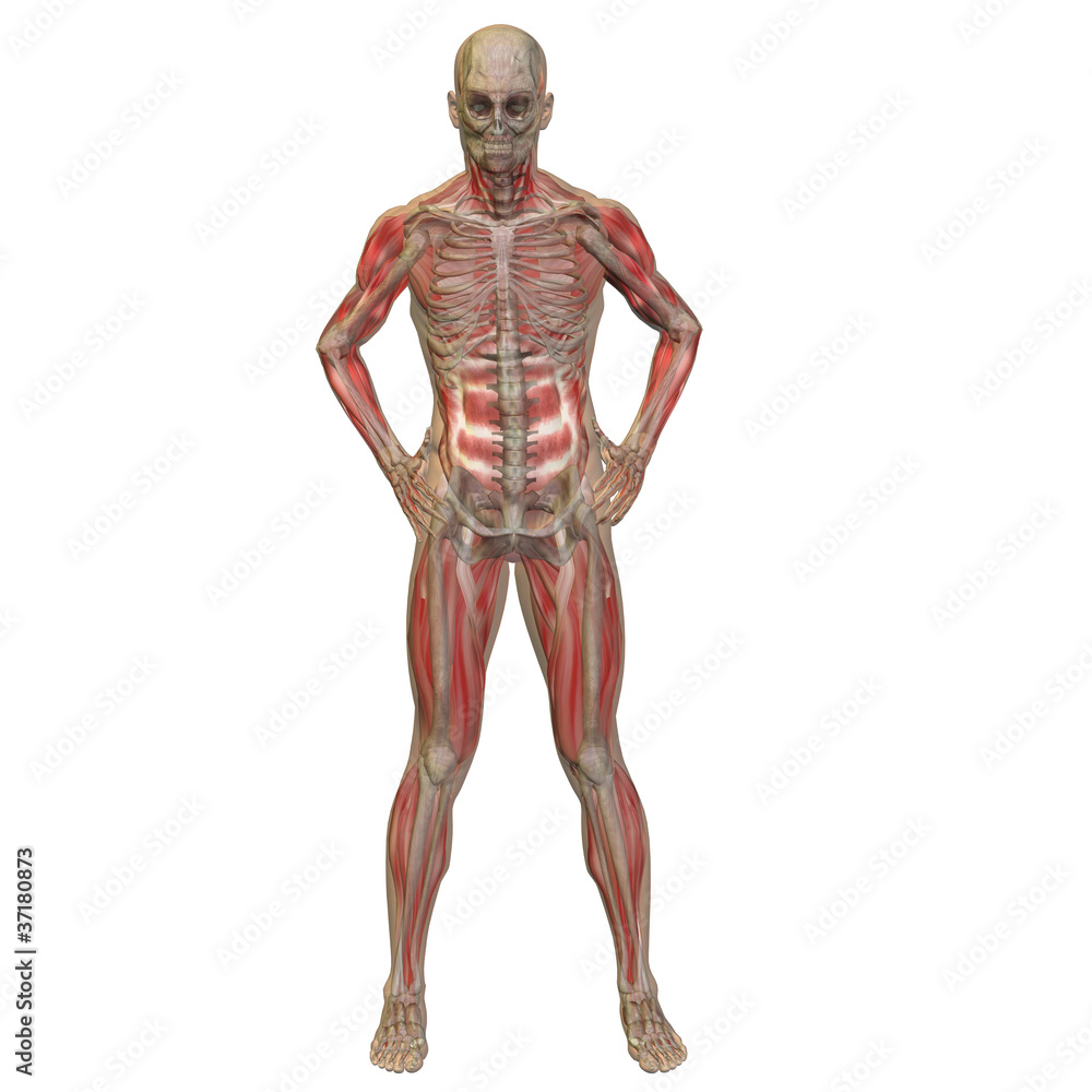 High resolution conceptual 3D human ideal for anatomy