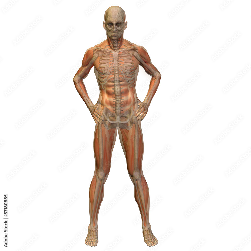 High resolution conceptual 3D human ideal for anatomy High resolution conceptual 3D human ideal for anatomy