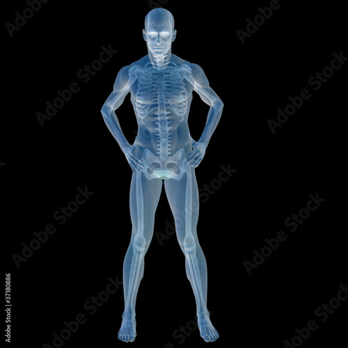 High resolution conceptual 3D human for anatomy