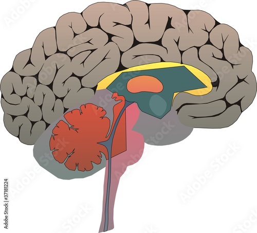 Human Brain