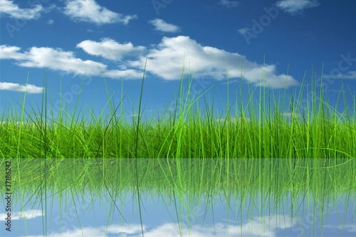 Green grass over a blue sky background