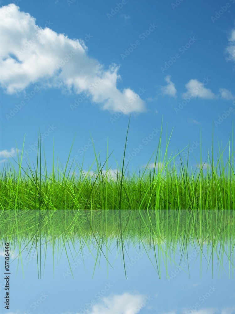 Obraz premium Green grass over a blue sky background