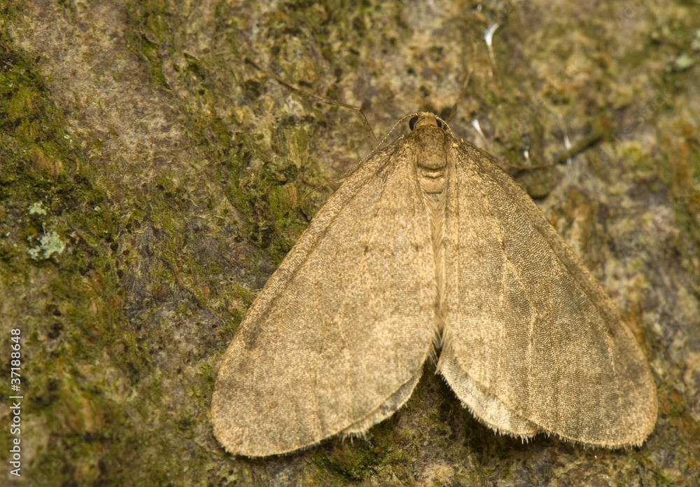 Operophtera