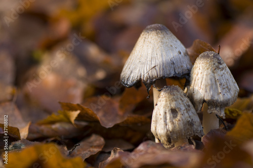 Coprinus comatus photo