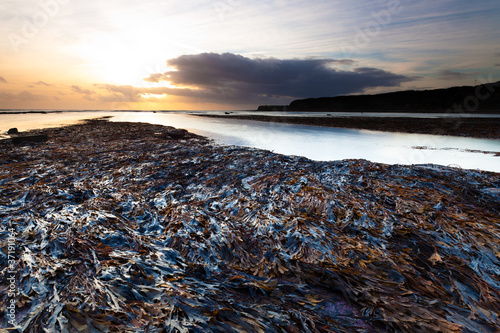 Low Tide Seaweed photo