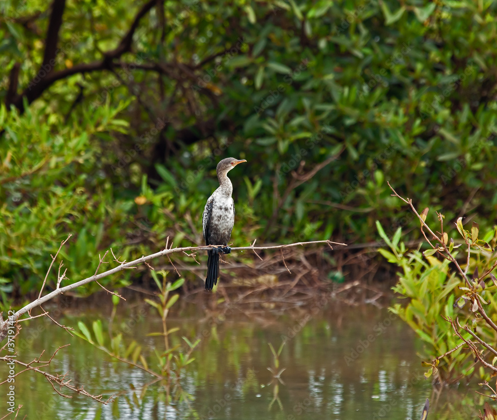 Fototapeta premium Long-tailed Cormorant