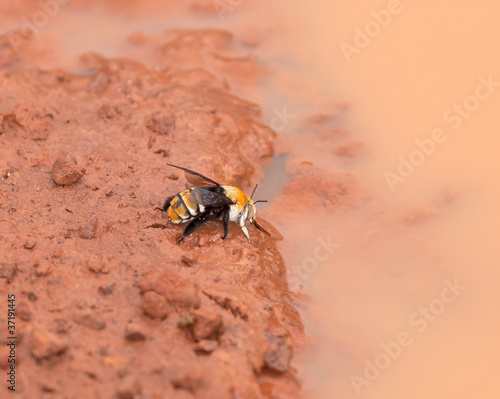 Gambia Bee