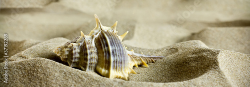 Photo Sea shells on the sand.