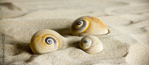 Fotografie, Obraz Sea shells.