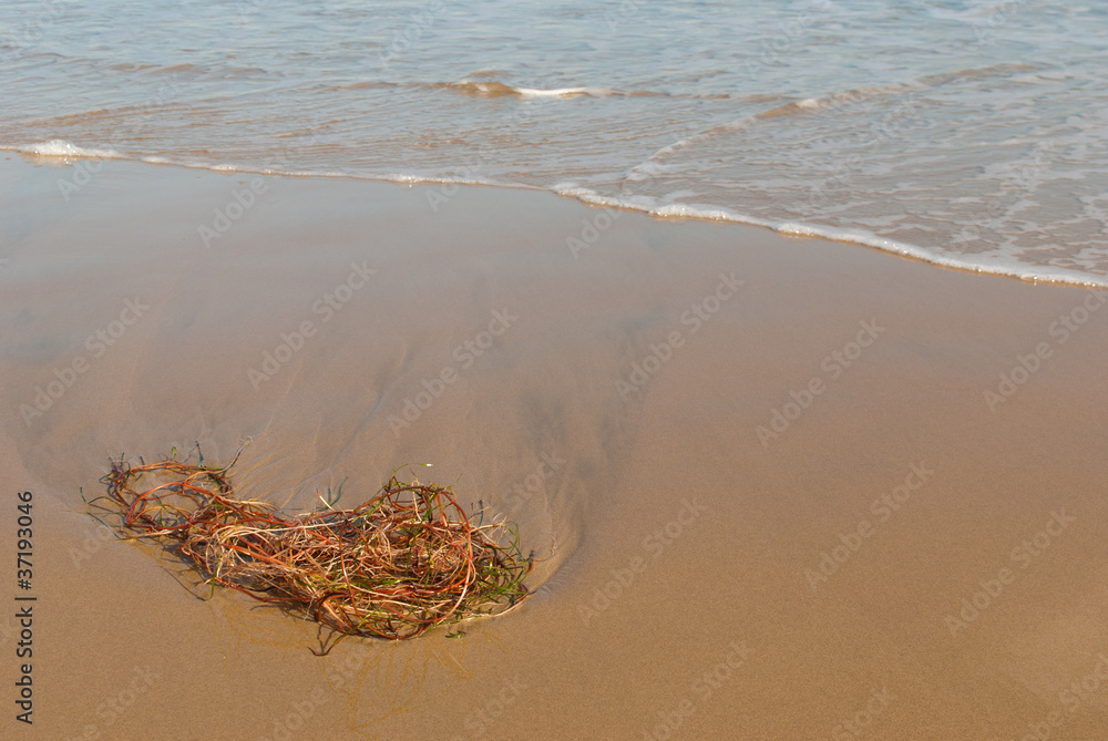 Obraz premium Seaweed