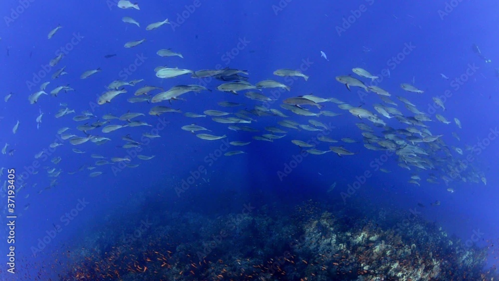 Large school/shoal of Bohar snapper Large school/shoal of Bohar snapper