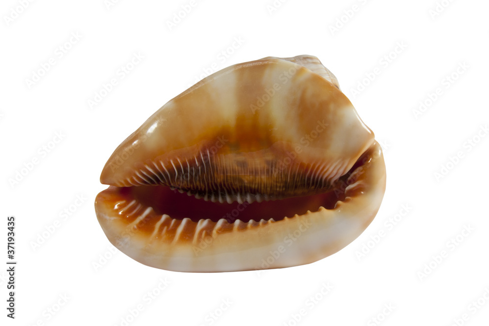 cowrie shell