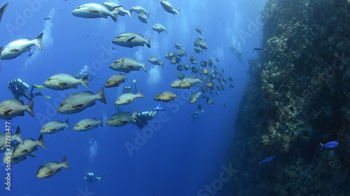 Large school/shoal of Bohar snapper
