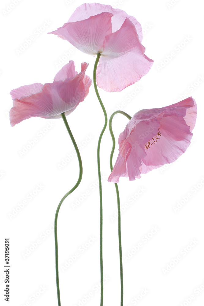 Naklejka premium poppy