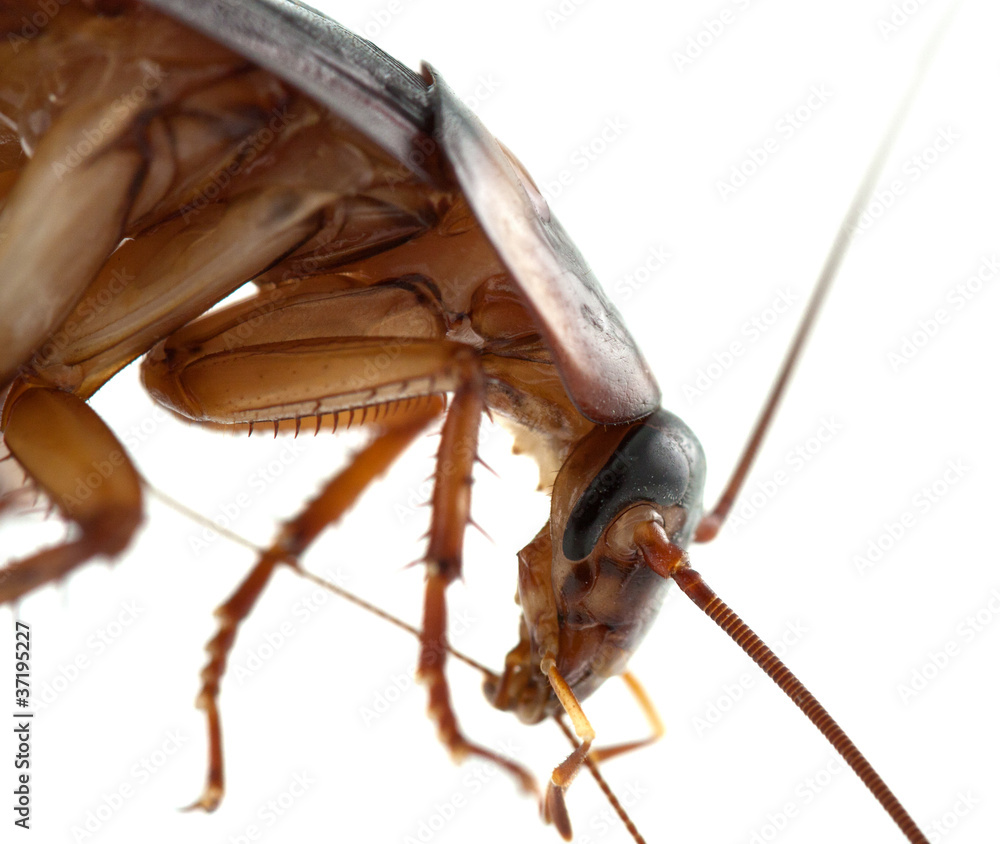 Cancrelat Blatte Cafard Photos Adobe Stock