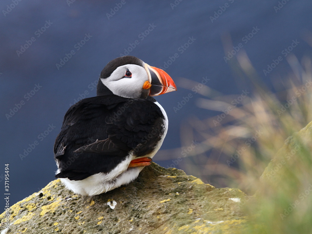 Fototapeta premium puffin