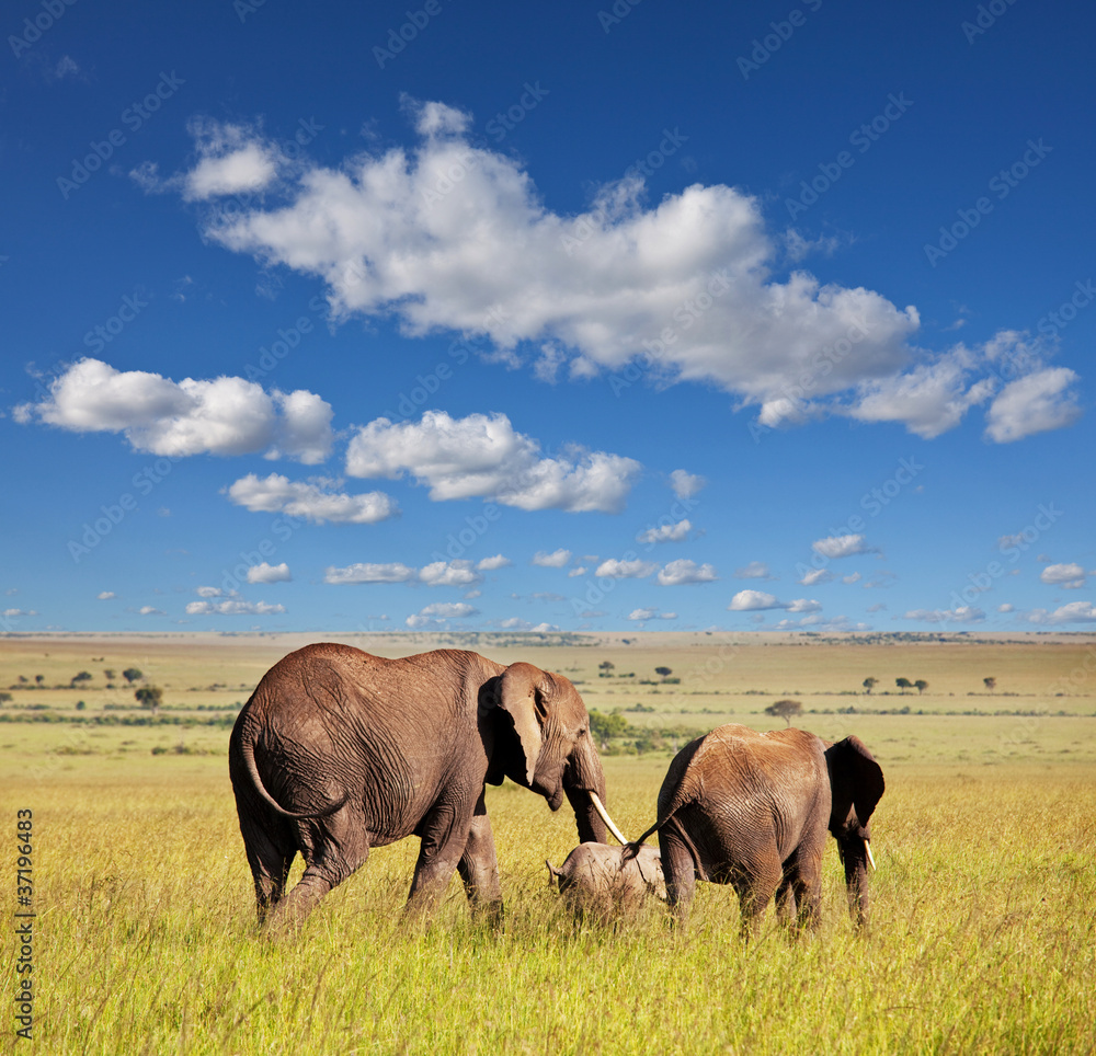 Obraz premium Elephants