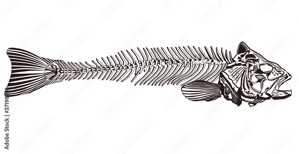 Fototapeta premium Fischgräte